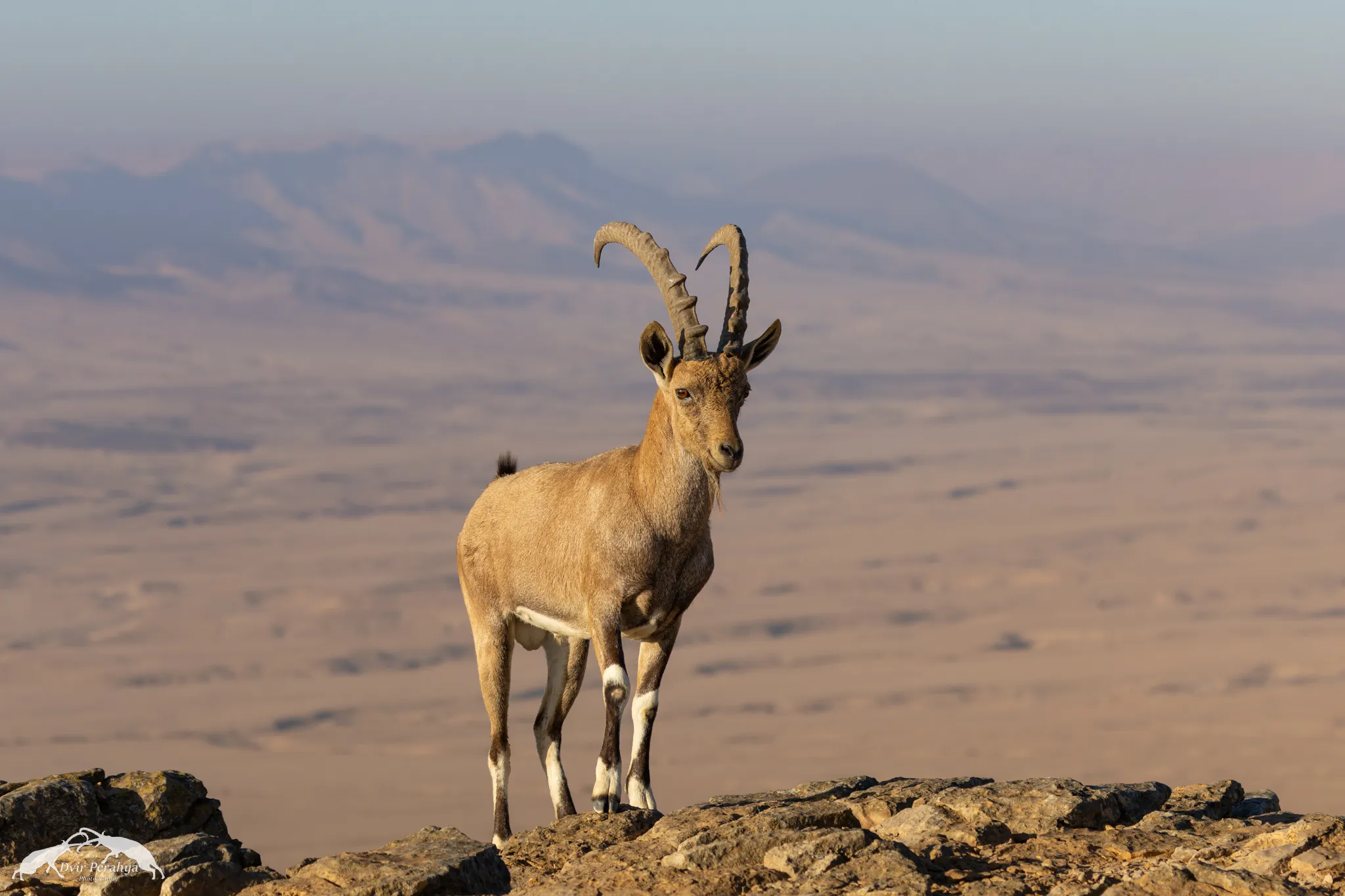 Sooty Falcon, Negev